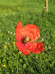 SX18790 Common poppy (Papaver rhoeas) in garden.jpg